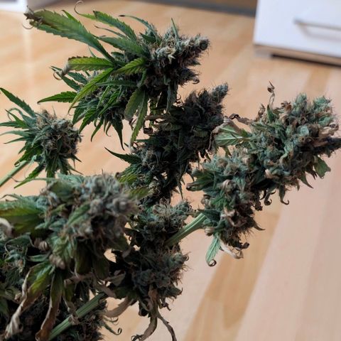 Banana - Photo - BioTabs Perfect Plant - DryFerm Bag growlog timeline photo