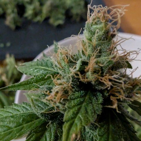 Banana - Photo - BioTabs Perfect Plant - DryFerm Bag growlog timeline photo