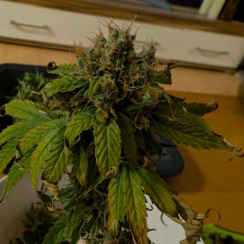 Banana - Photo - BioTabs Perfect Plant - DryFerm Bag growlog timeline photo