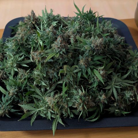 Banana - Photo - BioTabs Perfect Plant - DryFerm Bag growlog timeline photo