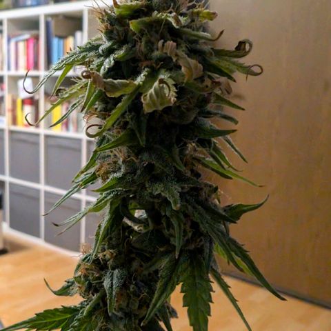 Banana - Photo - BioTabs Perfect Plant - DryFerm Bag growlog timeline photo