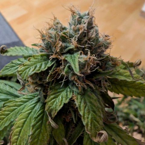 Banana - Photo - BioTabs Perfect Plant - DryFerm Bag growlog timeline photo