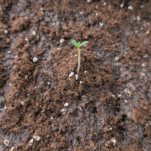 Grape Ape F1 Auto - Outdoor growlog timeline photo