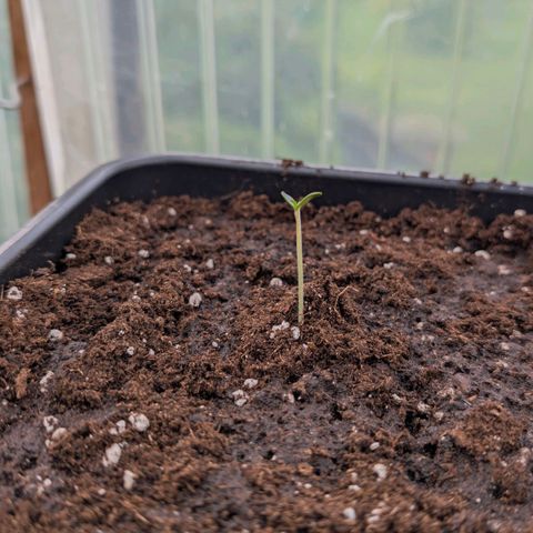 Grape Ape F1 Auto - Outdoor growlog photo