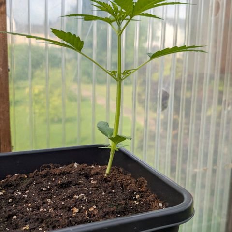 Do-Si-Dos Auto - Outdoor growlog timeline photo