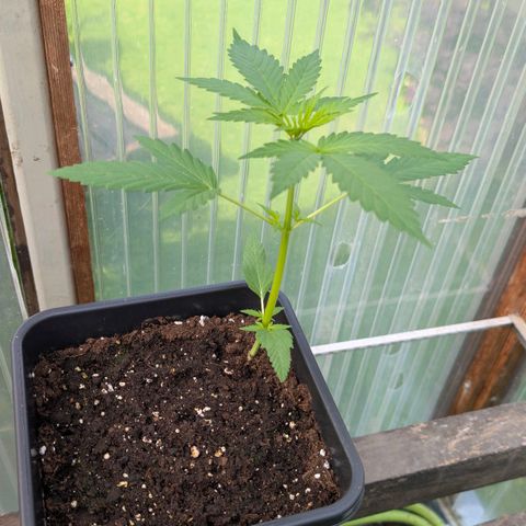 Do-Si-Dos Auto - Outdoor growlog timeline photo
