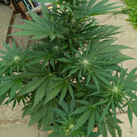 Apple Fritter Auto - Outdoor - BioTabs & Kompost growlog timeline photo