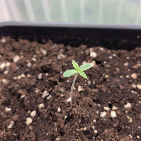 Grape Ape F1 Auto - Outdoor growlog timeline photo