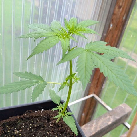 Do-Si-Dos Auto - Outdoor growlog photo: Die macht mit etwas Sorgen.