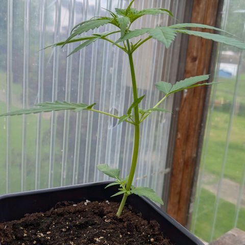 Do-Si-Dos Auto - Outdoor growlog photo: Die macht mit etwas Sorgen.