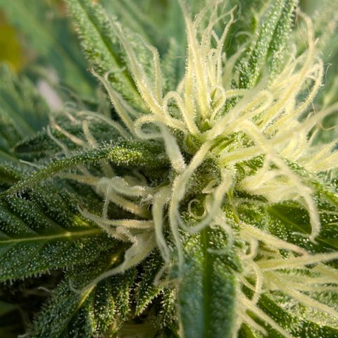 Apple Fritter Auto - Outdoor - BioTabs & Kompost growlog timeline photo