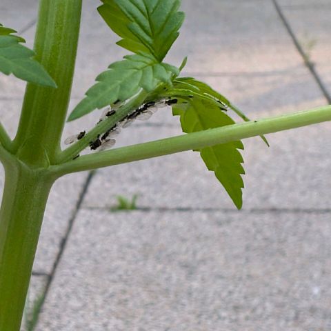 Do-Si-Dos Auto - Outdoor growlog photo: Sieht nicht nur kränklich aus, ist nun auch befallen.

Überlege sie zu entsorgen...