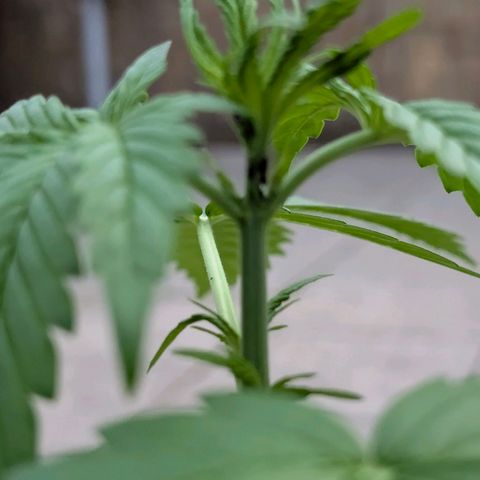 Do-Si-Dos Auto - Outdoor growlog photo: Sieht nicht nur kränklich aus, ist nun auch befallen.

Überlege sie zu entsorgen...