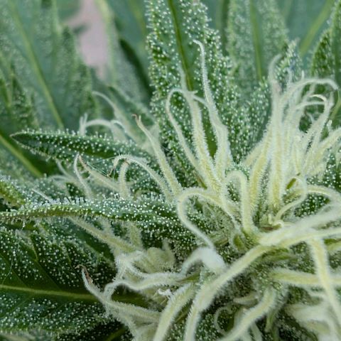 Apple Fritter Auto - Outdoor - BioTabs & Kompost growlog timeline photo