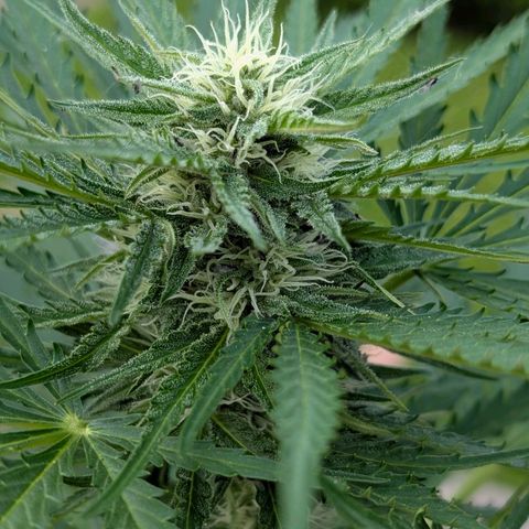 Apple Fritter Auto - Outdoor - BioTabs & Kompost growlog timeline photo