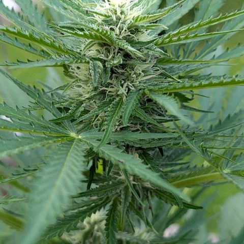 Apple Fritter Auto - Outdoor - BioTabs & Kompost growlog timeline photo