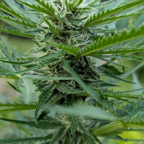 Apple Fritter Auto - Outdoor - BioTabs & Kompost growlog timeline photo