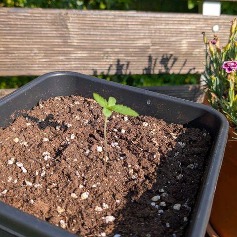 Grape Ape F1 Auto - Outdoor growlog timeline photo