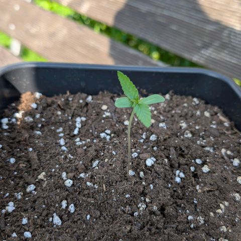 Grape Ape F1 Auto - Outdoor growlog timeline photo