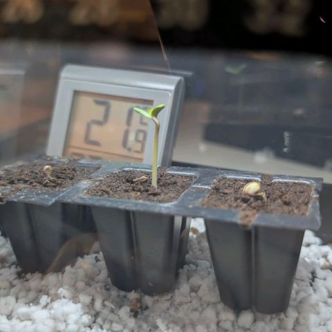Frozen Black Cherry - 3 Pflanzen  growlog photo