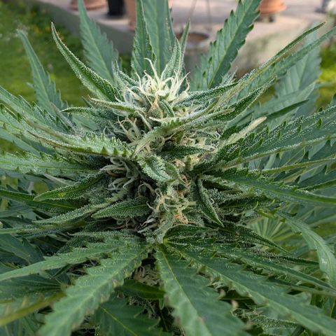 Apple Fritter Auto - Outdoor - BioTabs & Kompost growlog timeline photo
