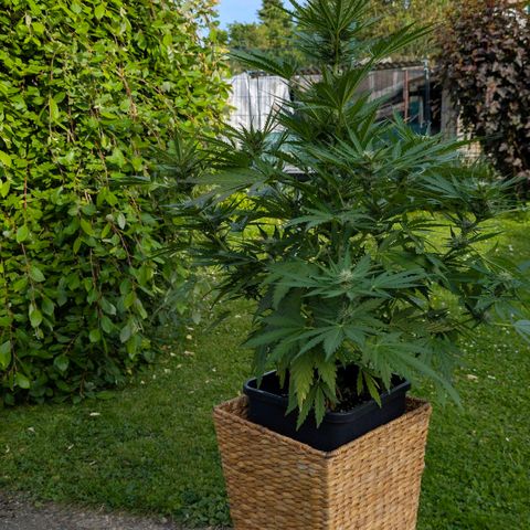 Apple Fritter Auto - Outdoor - BioTabs & Kompost growlog timeline photo
