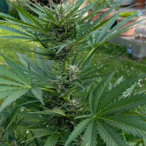 Apple Fritter Auto - Outdoor - BioTabs & Kompost growlog timeline photo