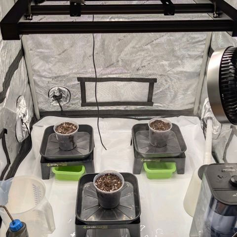 Frozen Black Cherry - 3 Pflanzen  growlog timeline photo