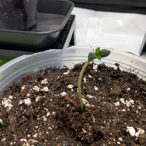 Frozen Black Cherry - 3 Pflanzen  growlog timeline photo
