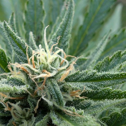 Apple Fritter Auto - Outdoor - BioTabs & Kompost growlog timeline photo