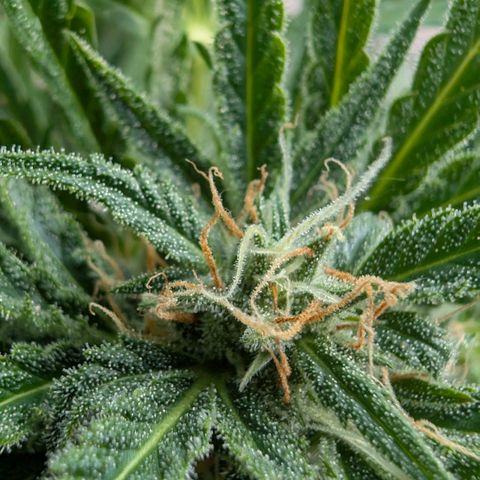 Apple Fritter Auto - Outdoor - BioTabs & Kompost growlog timeline photo