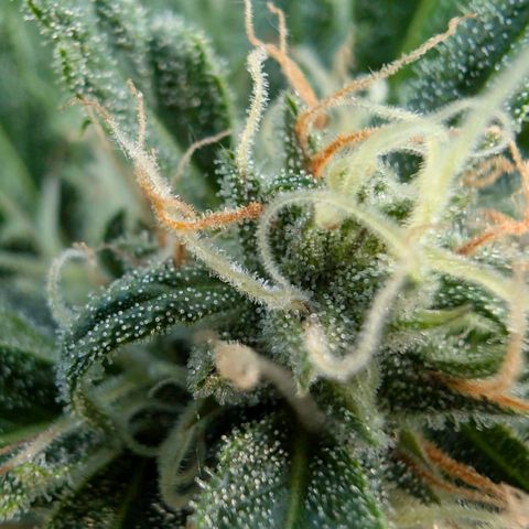 Apple Fritter Auto - Outdoor - BioTabs & Kompost growlog timeline photo