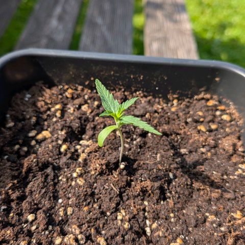 Grape Ape F1 Auto - Outdoor growlog timeline photo