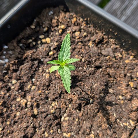 Grape Ape F1 Auto - Outdoor growlog timeline photo