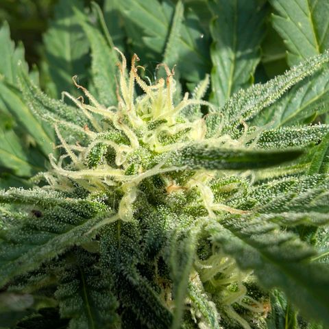 Apple Fritter Auto - Outdoor - BioTabs & Kompost growlog timeline photo