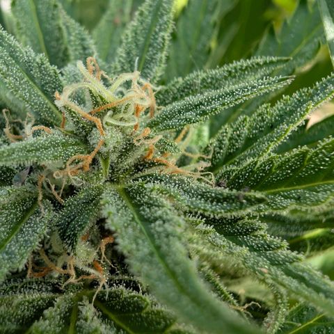 Apple Fritter Auto - Outdoor - BioTabs & Kompost growlog timeline photo