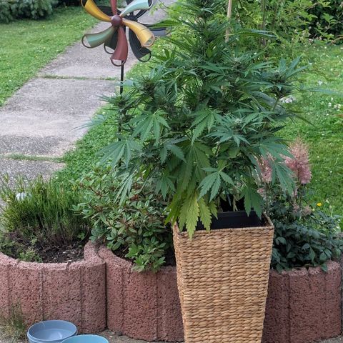 Apple Fritter Auto - Outdoor - BioTabs & Kompost growlog timeline photo