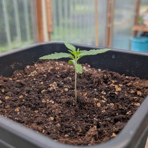 Grape Ape F1 Auto - Outdoor growlog timeline photo