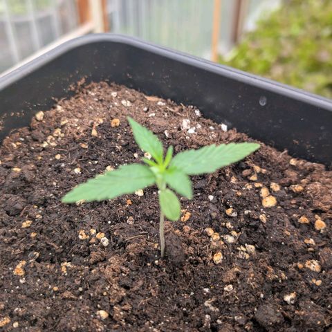 Grape Ape F1 Auto - Outdoor growlog timeline photo
