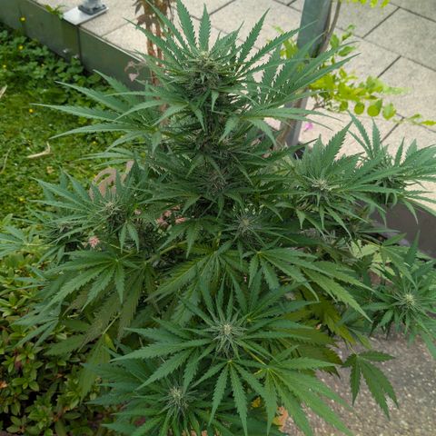 Apple Fritter Auto - Outdoor - BioTabs & Kompost growlog timeline photo