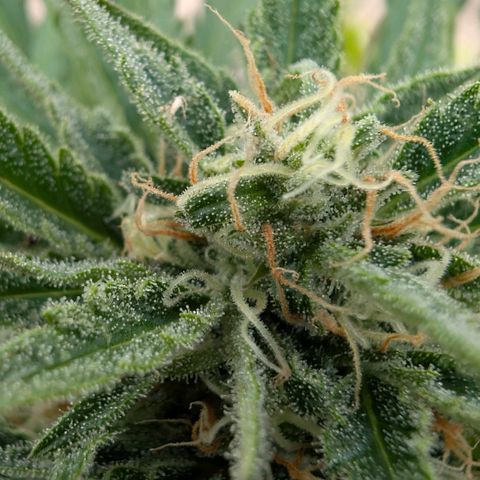 Apple Fritter Auto - Outdoor - BioTabs & Kompost growlog timeline photo