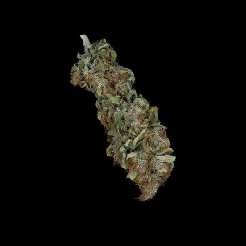 Banana - Photo - BioTabs Perfect Plant - DryFerm Bag growlog timeline photo