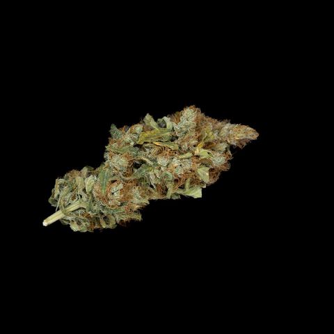 Banana - Photo - BioTabs Perfect Plant - DryFerm Bag growlog timeline photo