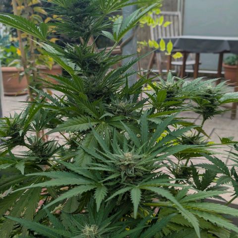 Apple Fritter Auto - Outdoor - BioTabs & Kompost growlog timeline photo