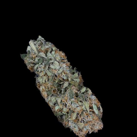 Banana - Photo - BioTabs Perfect Plant - DryFerm Bag growlog timeline photo