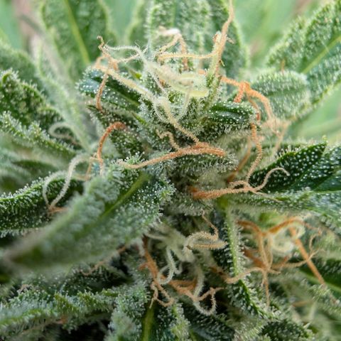 Apple Fritter Auto - Outdoor - BioTabs & Kompost growlog timeline photo