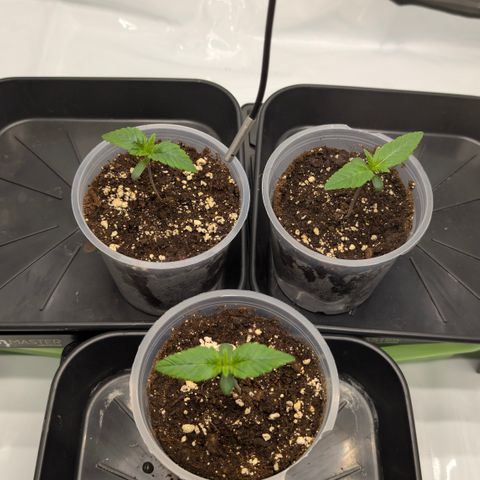 Frozen Black Cherry - 3 Pflanzen  growlog timeline photo