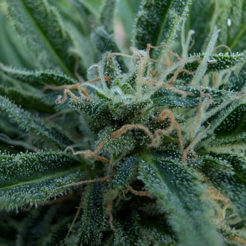 Apple Fritter Auto - Outdoor - BioTabs & Kompost growlog timeline photo