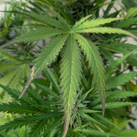 Apple Fritter Auto - Outdoor - BioTabs & Kompost growlog timeline photo