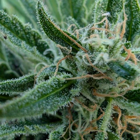 Apple Fritter Auto - Outdoor - BioTabs & Kompost growlog timeline photo